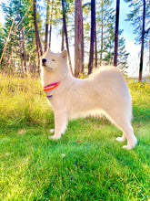 Load image into Gallery viewer, Feelin' Bright Bandana