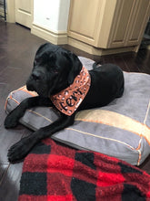 Load image into Gallery viewer, Cool Cats & Kittens Bandana