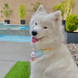 Rainbow Sherbet Bandana